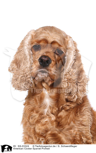 American Cocker Spaniel Portrait / American Cocker Spaniel Portrait / SS-33324