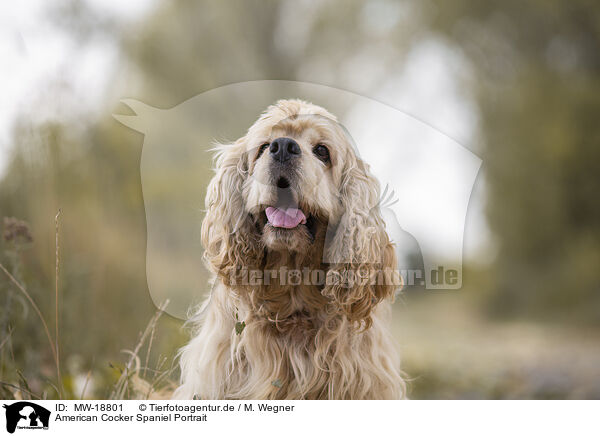 American Cocker Spaniel Portrait / American Cocker Spaniel Portrait / MW-18801