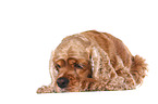 liegender American Cocker Spaniel