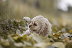 liegender American Cocker Spaniel Welpe