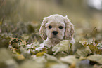 liegender American Cocker Spaniel Welpe