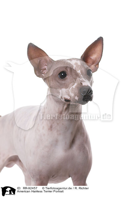 American Hairless Terrier Portrait / RR-92457