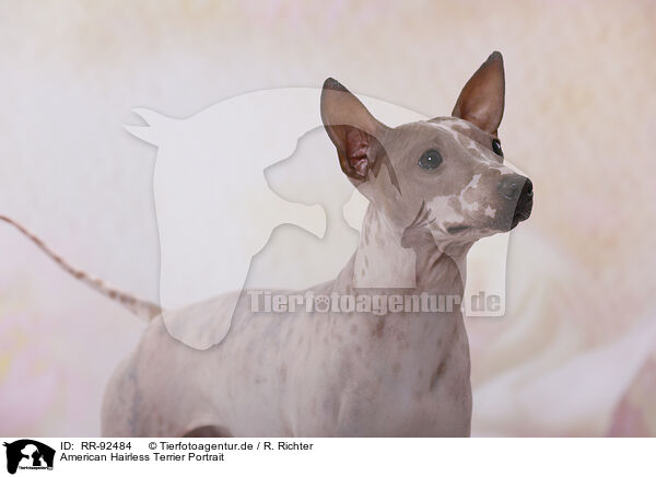 American Hairless Terrier Portrait / RR-92484