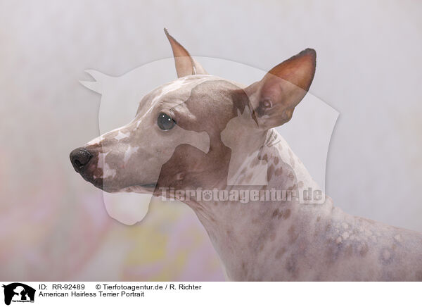 American Hairless Terrier Portrait / RR-92489