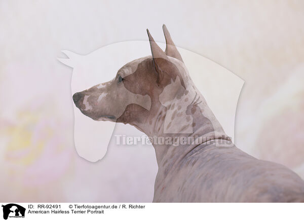 American Hairless Terrier Portrait / RR-92491
