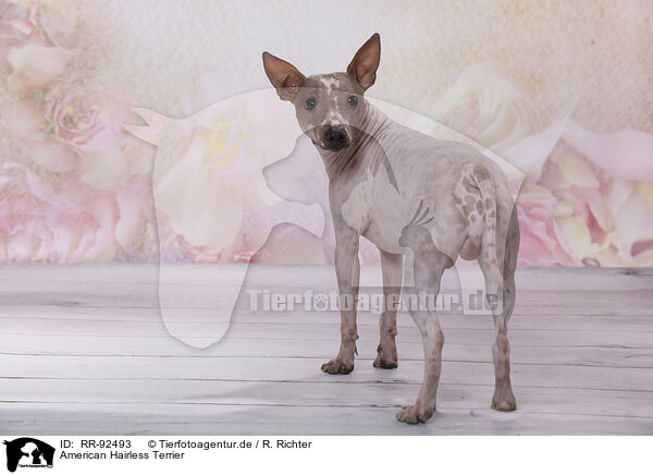 American Hairless Terrier / RR-92493