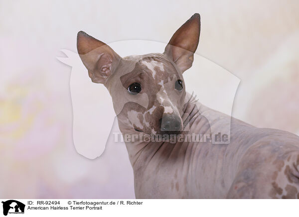 American Hairless Terrier Portrait / RR-92494