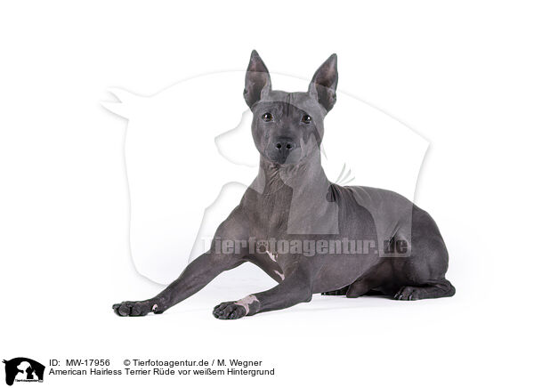 American Hairless Terrier Rde vor weiem Hintergrund / MW-17956