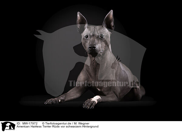 American Hairless Terrier Rde vor schwarzem Hintergrund / MW-17972