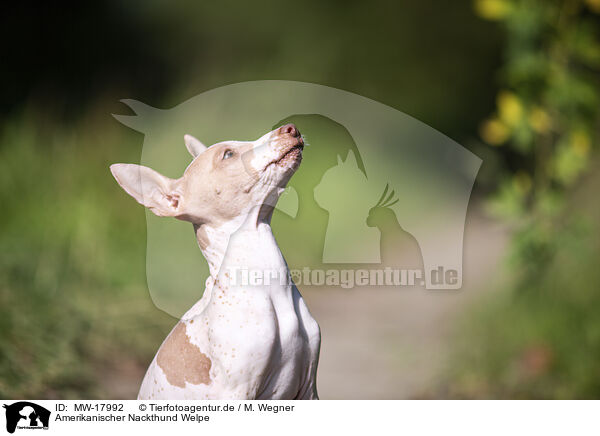 Amerikanischer Nackthund Welpe / MW-17992