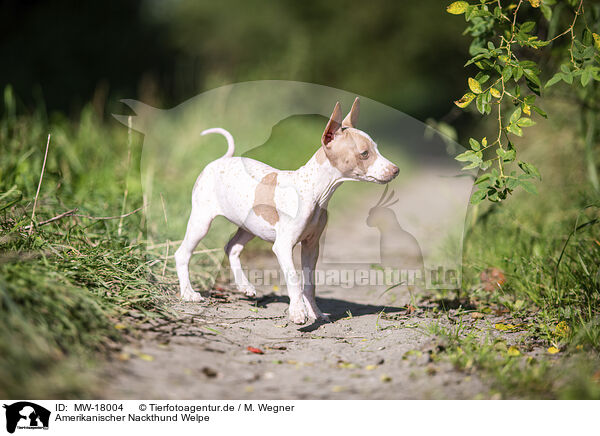 Amerikanischer Nackthund Welpe / MW-18004