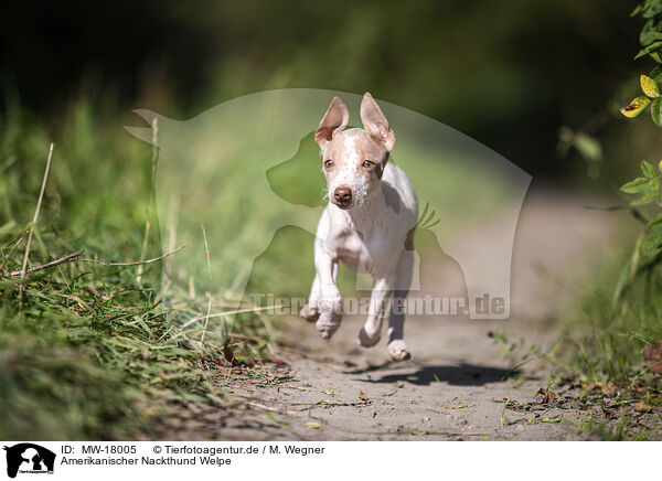 Amerikanischer Nackthund Welpe / MW-18005