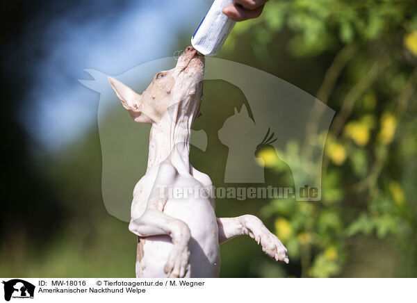 Amerikanischer Nackthund Welpe / American Hairless Terrier puppy / MW-18016