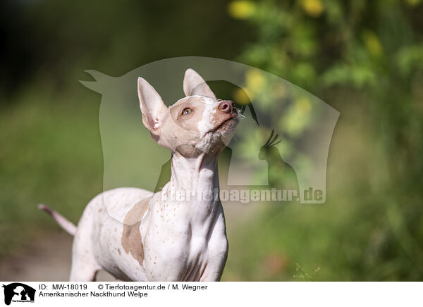 Amerikanischer Nackthund Welpe / MW-18019