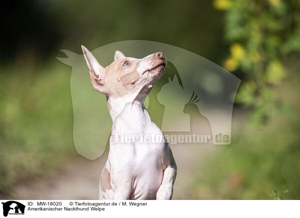 Amerikanischer Nackthund Welpe / MW-18020