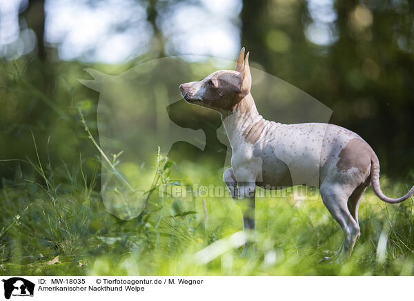 Amerikanischer Nackthund Welpe / MW-18035