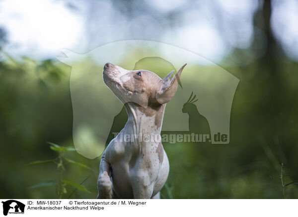 Amerikanischer Nackthund Welpe / MW-18037