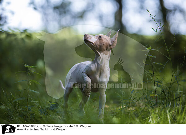 Amerikanischer Nackthund Welpe / MW-18039