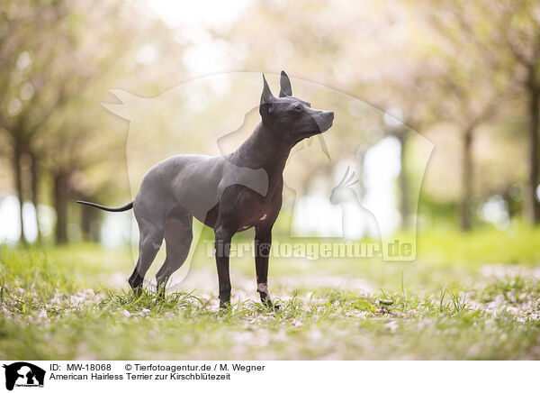 American Hairless Terrier zur Kirschbltezeit / MW-18068