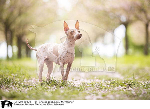 American Hairless Terrier zur Kirschbltezeit / MW-18070