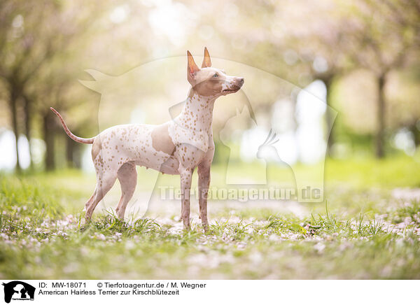 American Hairless Terrier zur Kirschbltezeit / American Hairless Terrier at cherry blossom time / MW-18071