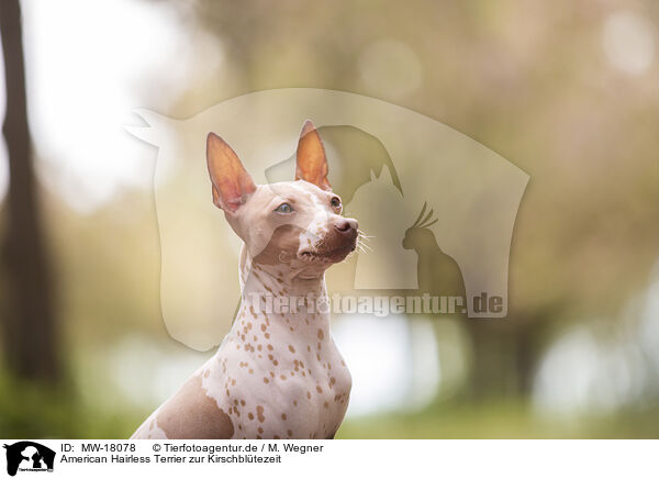 American Hairless Terrier zur Kirschbltezeit / American Hairless Terrier at cherry blossom time / MW-18078
