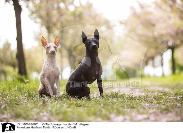 American Hairless Terrier Rde und Hndin / male and female American Hairless Terrier / MW-18087