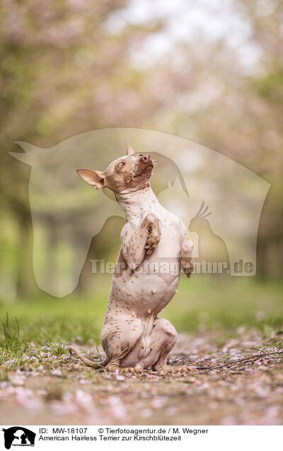 American Hairless Terrier zur Kirschbltezeit / MW-18107