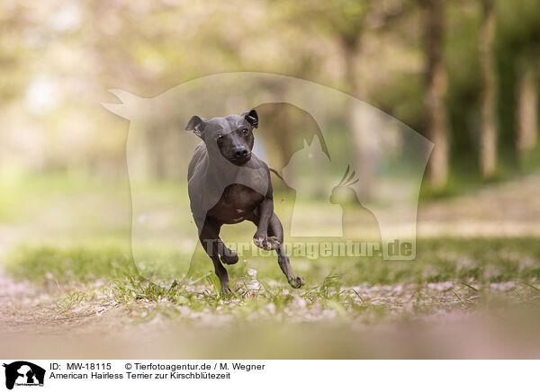 American Hairless Terrier zur Kirschbltezeit / MW-18115