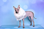 American Hairless Terrier