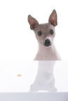 American Hairless Terrier Portrait