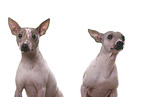 2 American Hairless Terrier