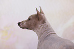 American Hairless Terrier Portrait