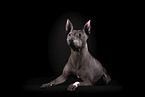 American Hairless Terrier Rde vor schwarzem Hintergrund