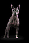 American Hairless Terrier Rde vor schwarzem Hintergrund
