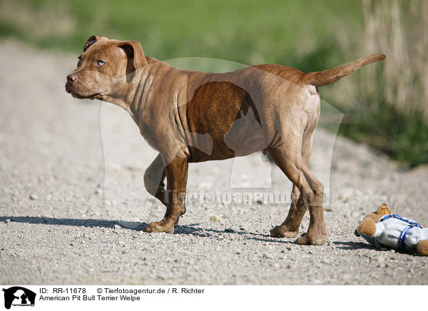 American Pit Bull Terrier Welpe / Puppy / RR-11678