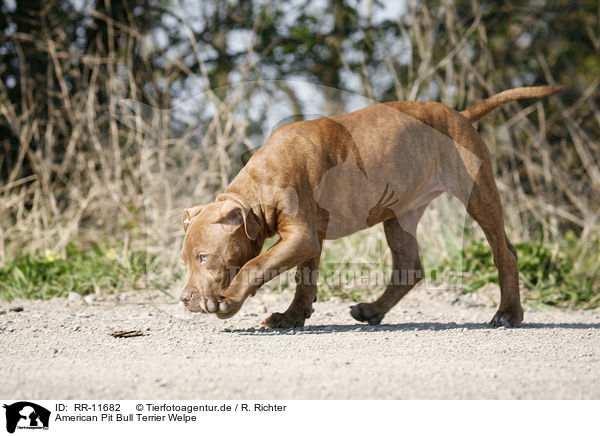 American Pit Bull Terrier Welpe / RR-11682