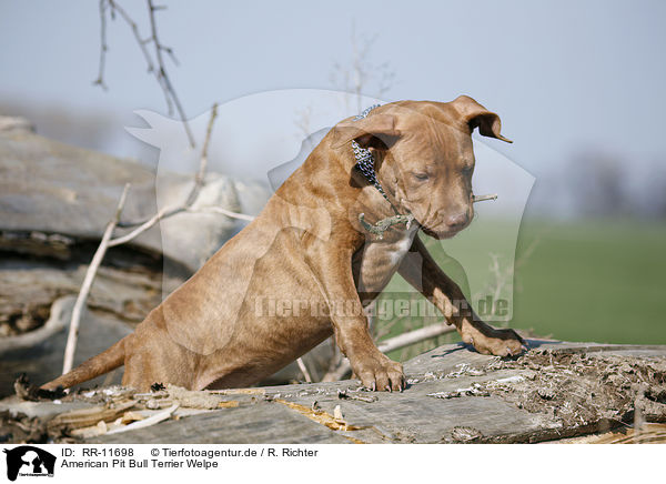American Pit Bull Terrier Welpe / Puppy / RR-11698