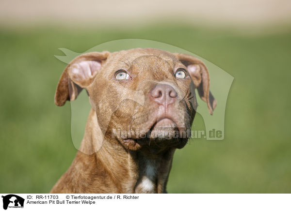 American Pit Bull Terrier Welpe / RR-11703