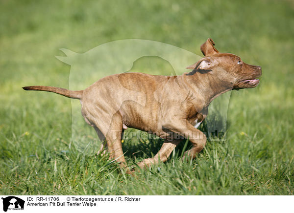 American Pit Bull Terrier Welpe / Puppy / RR-11706