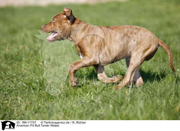 American Pit Bull Terrier Welpe / RR-11707
