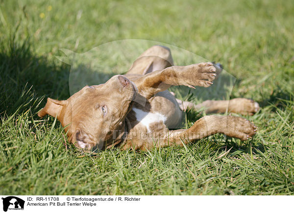 American Pit Bull Terrier Welpe / RR-11708