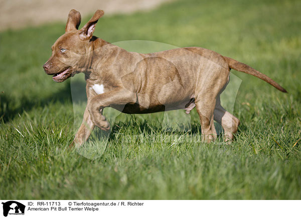 American Pit Bull Terrier Welpe / RR-11713