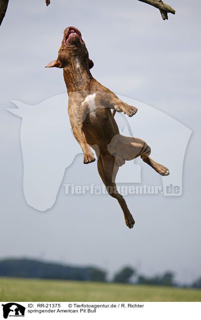 springender American Pit Bull / jumping american Pitbull / RR-21375