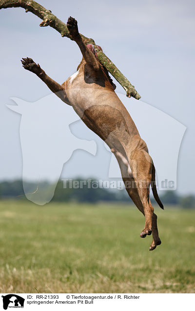 springender American Pit Bull / jumping american Pitbull / RR-21393