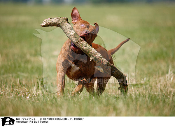 American Pit Bull Terrier / American Pit Bull Terrier / RR-21403