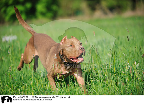 rennender American Pit Bull Terrier / running American Pit Bull Terrier / YJ-06229