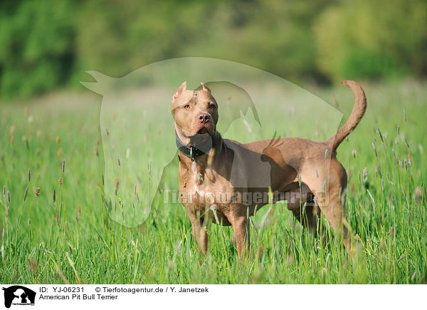 American Pit Bull Terrier / American Pit Bull Terrier / YJ-06231