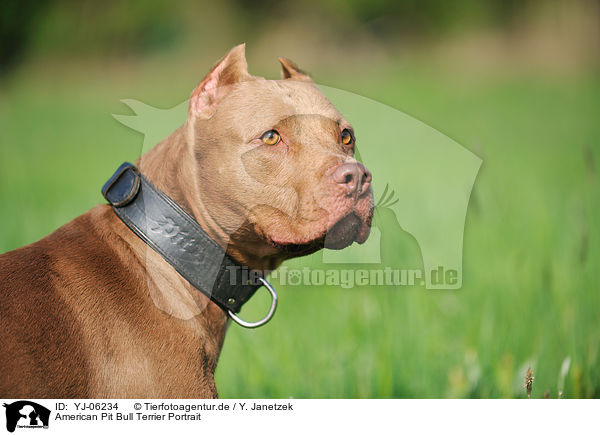 American Pit Bull Terrier Portrait / American Pit Bull Terrier Portrait / YJ-06234
