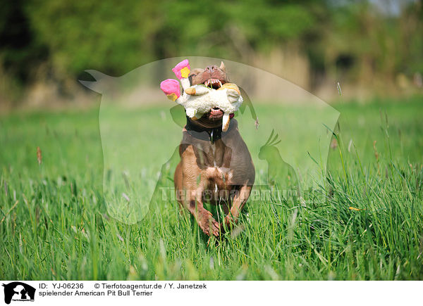 spielender American Pit Bull Terrier / playing American Pit Bull Terrier / YJ-06236